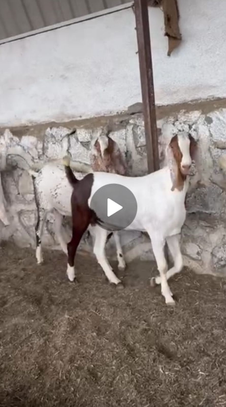 Bakra Bhaag Gaya ,Agar Kisi ko Mile toh Batana