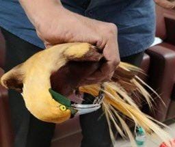 Birds Smuggling – Indonesia Se Zinda Birds Laaye Passenger Ko Pakda Mumbai Customs Ne At Airport, 7 Birds Rescue Kiye Gaye