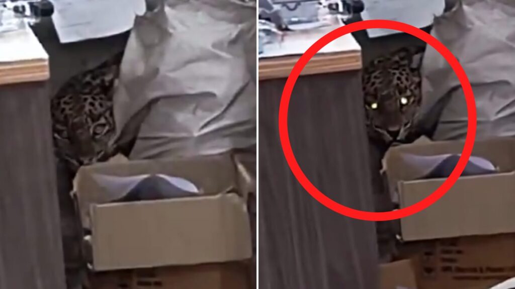 Leopard Bhi Hai Pareshan, Bijli Ke Meter Testing Section Mein Ghusa, Pune Maha Vitran Office Mein Video Viral