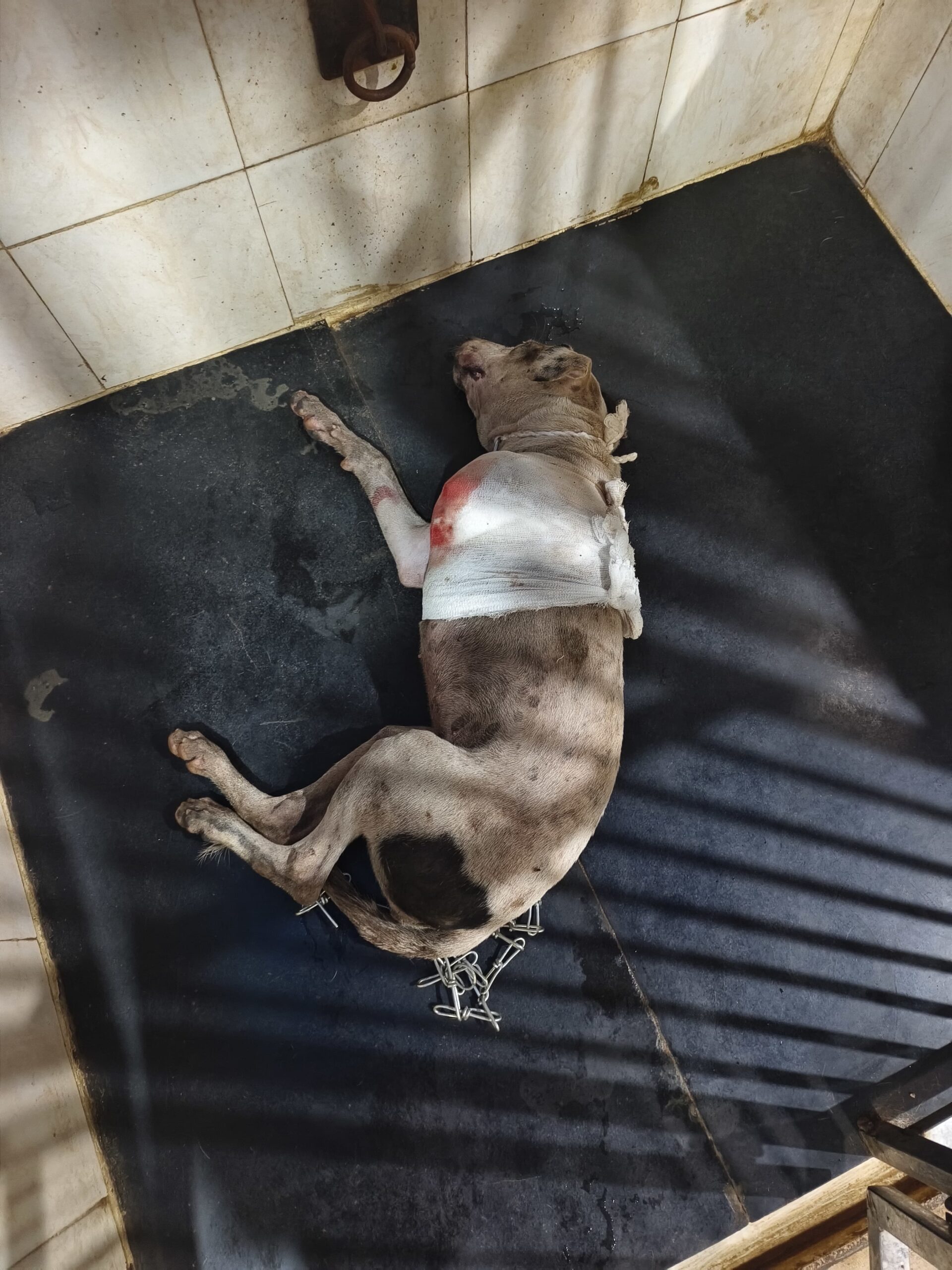 Kurla Station Par 2 Kutte Ko Train Ne Udaya, BMC Aur Railway Ki Madad Se 1 Dog Ki Jaan Bachayi Gayi, Sahi Waqt Par Treatment Deke