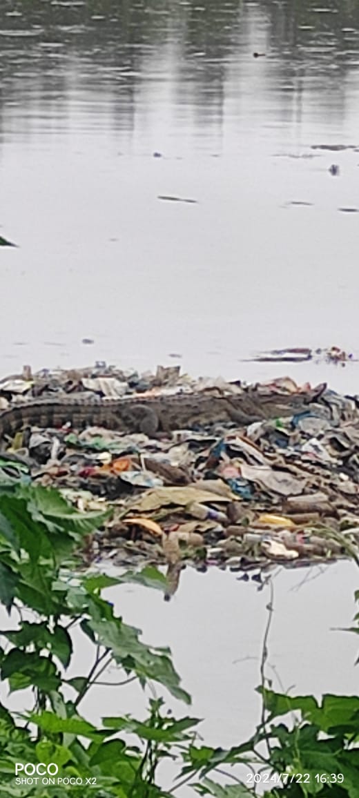Crocodile Dikha Ambani School Ke Pass At Mumbai Suburb Bandra East BKC