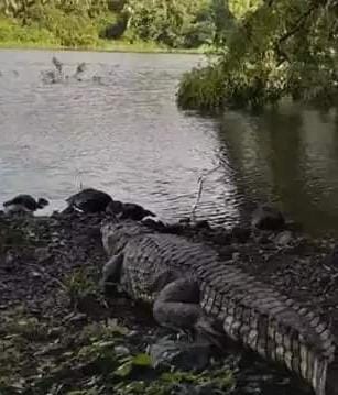 Crocodile Ghumta Dikhayi Diya Residential Society Ke Pass At Mulund, Forest Department Aur NGO Ne Milkar Rescue Kiya
