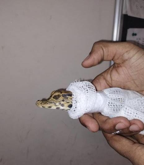 5 Baby Crocodiles Smuggling Karte Hue 2 Passengers Ko Pakda Customs Department Ne At Mumbai Airport
