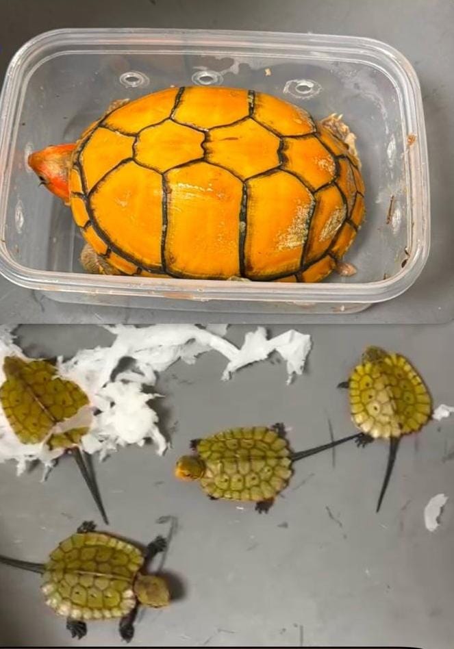 Turtle Smuggling Case: Mumbai Airport Par 12 Exotic Turtles Ko Rescue Karke Bangkok Se Aaye 2 Passengers Ko Arrest Kiya Gaya