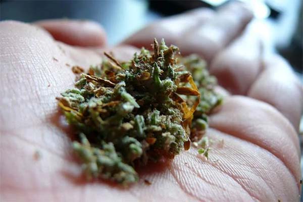 US Se Courier Ke Zariye Marijuana Mangane Wala Navjawan Arrested By Mumbai Customs SIIB