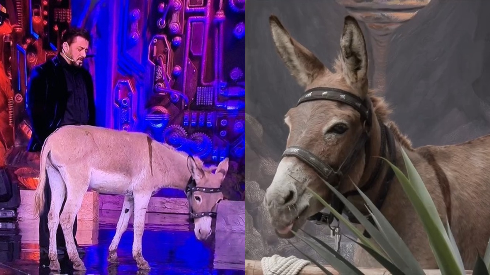 Bigg Boss Season 18 Shuru Hua: 18 Contestant Ke Sath Ek Pet Donkey – Gadha Bhi Iss Baar Contestant Bana Hua Hai!