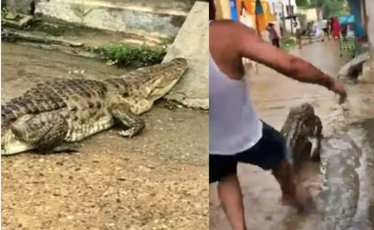 Crocodile Road Par Ghumte Nazar Aaya Uttar Pradesh Bijnor Mein, Video Hua Viral