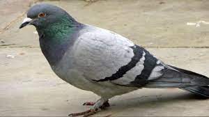 Mumbai Police ne Suspected Spy pigeon ko 8 months baad release kiya, Chembur RCF Police ne pakda tha