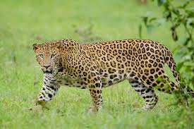 Vasai Fort Se Leopard Ko Pakda Forest Department Ne, Pichle 25 Din Se Area Ke Logon Mein Thi Dehshat
