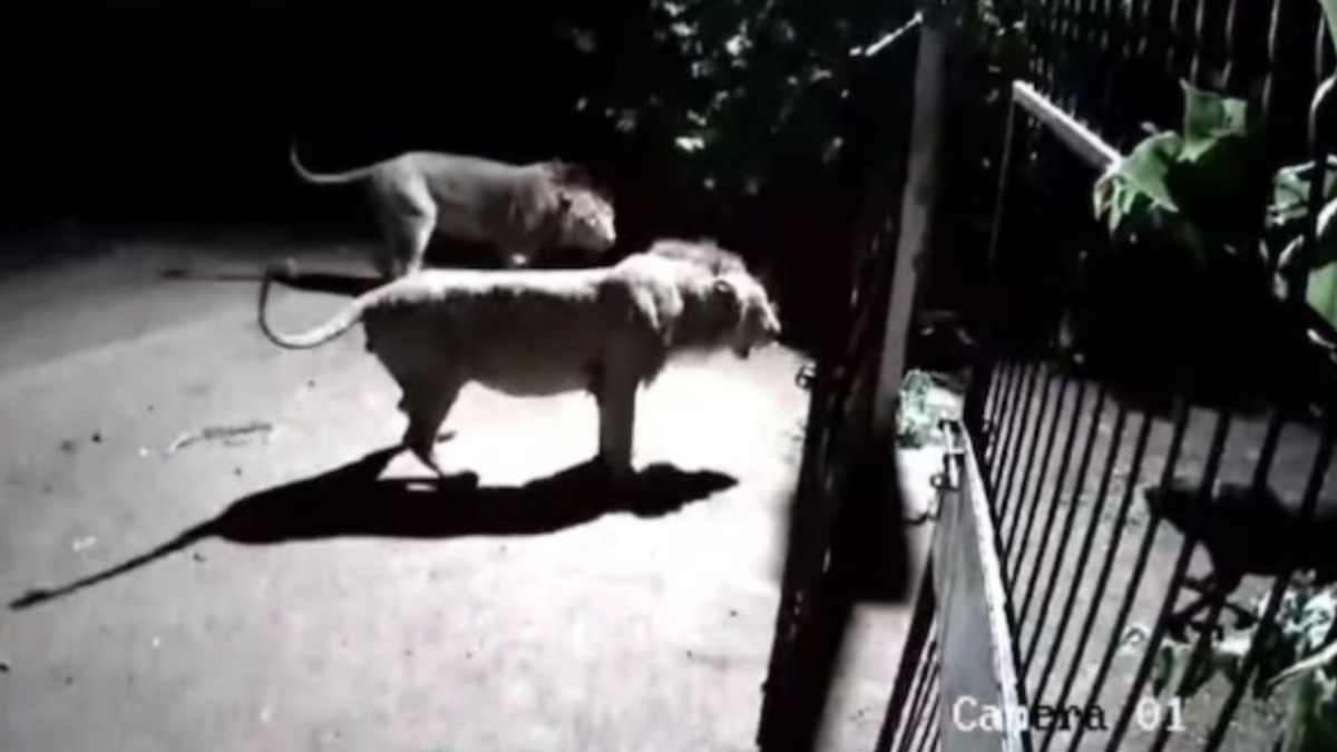 2 Lion Se Bhid Gaye 2 Dog Viral Video Gujrat Ka Bataya Jaa Raha Hai