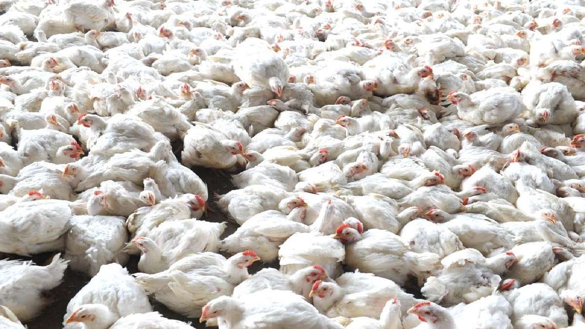 Bird Flu – 8500 Murgi, 16000 Ande Destroy Kiya Gaya At Nagpur, Avian Influenza Positive Paaya Gaya Tha