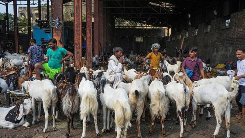Bakron Ko Qurbani Se Bachane Ke Liye Delhi Ke 1 Jain Shaks Ne Rs 15 Lakh Jama Karke 100 Se Zyada Bakre Kharid Liye