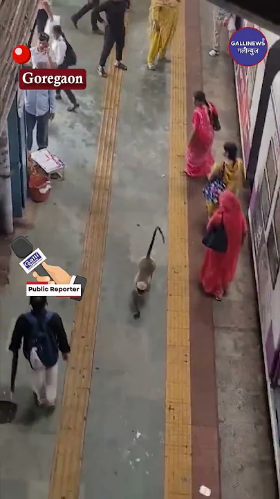 Monkey Chala Local Train Pakadne, Goregaon Railway Station Platform Par Dikahyi Diya Bandar