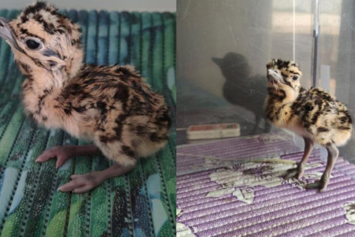 AI tehcnology se paida kiya gaya Desh ka pehla Great Indian Bustard Bird at Rajasthan Jaisalmer