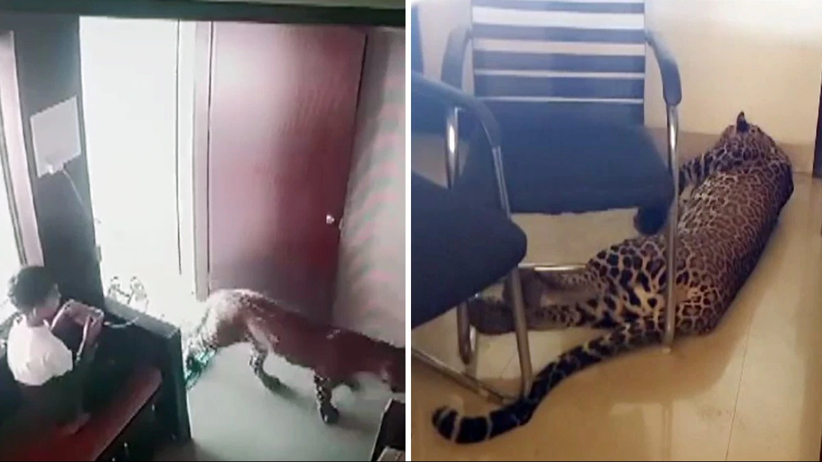 Leopard Ko Dekh Kar Bhi Nahi Dara 12Yrs Old Boy, Dimag Lagakar Kamre Me Bandh Kiya Leopard Ko Malegaon