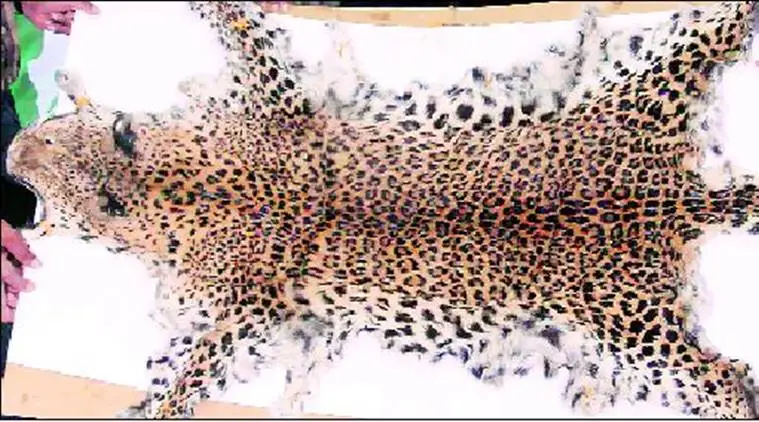 Leopard Skin Kurla Sale Karne Aaye Shaks Ko Mumbai Police Crime Branch Unit 5 Ne Kiya Arrest, Leopard Skin Zabt