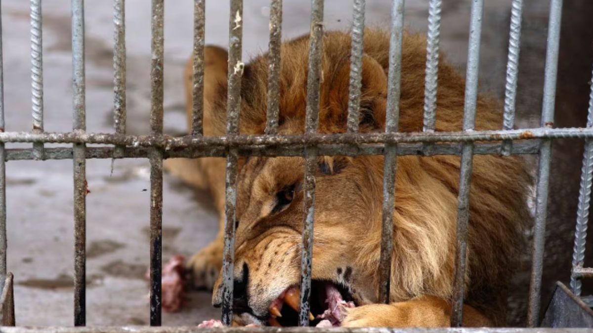 Selfie Ka Chakkar – Lion Ke Sath Selfie Lene Restricted Premises Me Kud Gaya Shaks Aur Apni Jaan Ganwai At Zoo In Andhra Pradesh