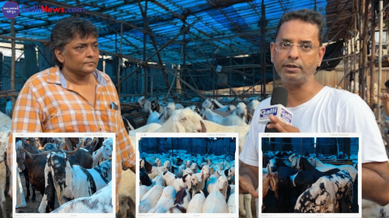Umar Goat Farm (Mumbai) Variety of Qurbani Goats