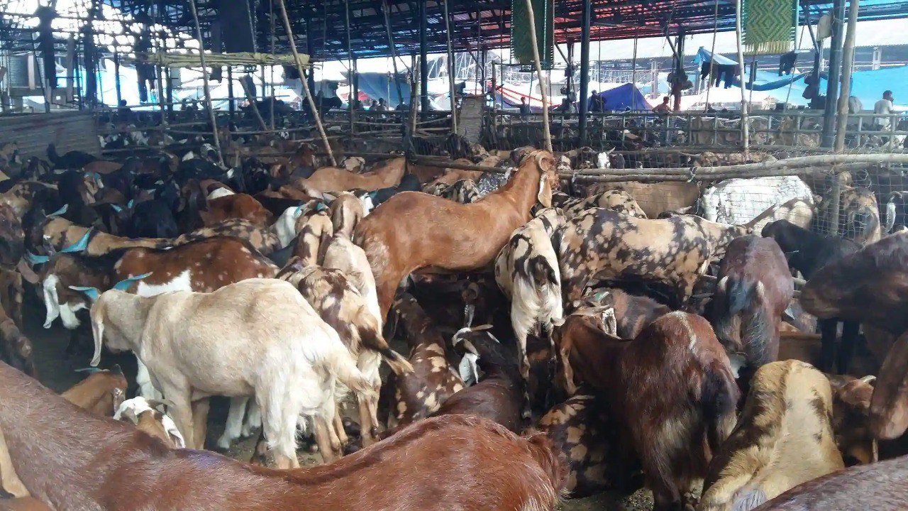 Deonar Market Ke Saamne Wali Market Me BMC Ki Karwai 4000 illegal meat (Gosht) zabt at Govandi