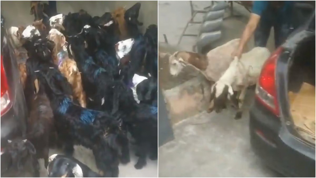 30 Bakre, Goats, 1 Sheep Bhare Hue Mile 1 Maruti Swift Dzire Car Me Delhi Police Ne Kiya Rescue, Kaise Bhara Hoga?