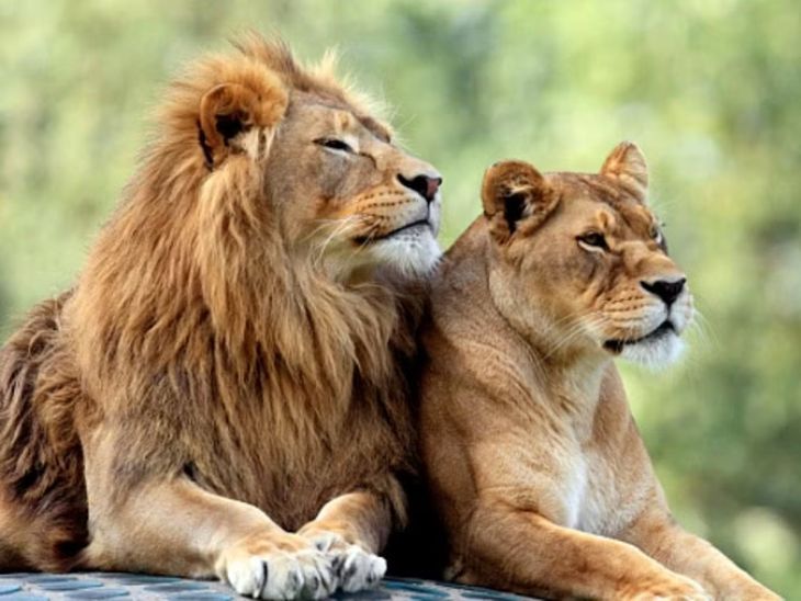 Sher Ka Naam Akbar Aur Sherni Ka Naam Sita Rakhne Par Tripura ke Forest Officer Ko Suspend Kiya Gaya