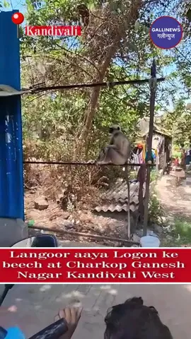 Langoor Aaya Logon Ke Beech At Charkop Ganesh Nagar Kandivali West