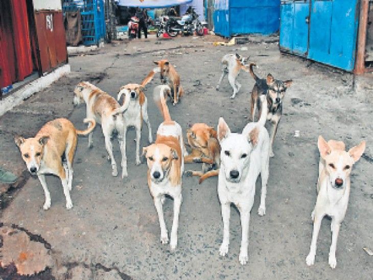 Awara Kutton Ka Atank Bhiwandi Me, 2 Din Me 120 Se Zyada Logon Ko Kutton Ne Kaata, Logon Me Dehsaht Ka Mahol, Corporation So Raha Hai
