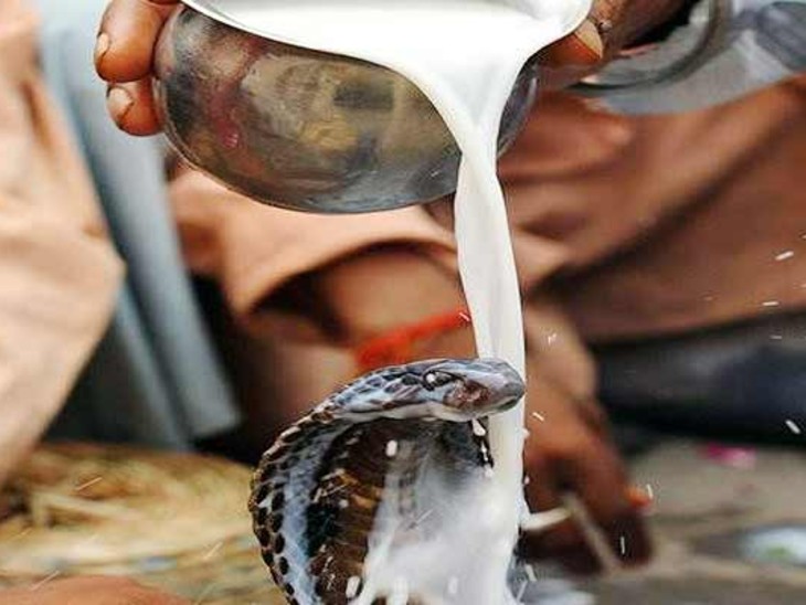 Naag Ko Doodh Na Pilayen, Nagpanchami Par Madhya Pradesh Forest Department Ne Logon Ko Appeal Kiya, Na Mannne Walon Par Karwai Ho Sakti Hai