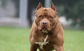 Dog Ban – Dog Lovers ke liye badi khabar 23 Dangerous Dog Breeds paalne par Sarkar ne Ban lagaya hai