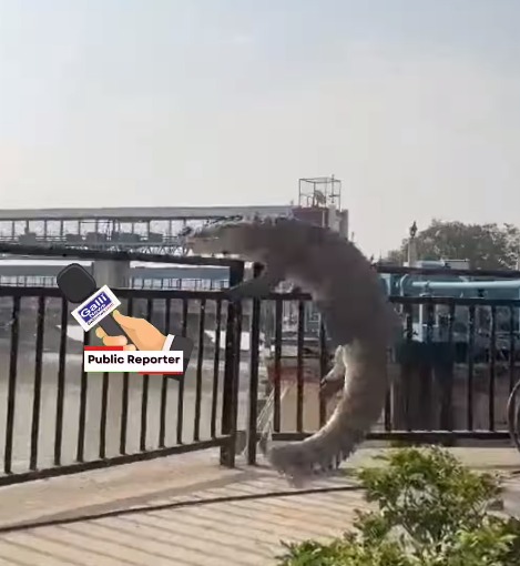 Railing Cross karta nazar aaya Crocidile, Nehar se bahar jaane ki koshish UP ke Bupandshehar se video viral