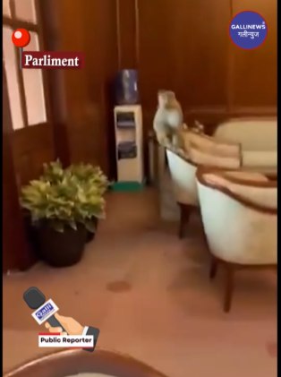 Bandar Ki Parliament Me Entry, Kursi Par Baithe Monkey Ki Video Viral Hui