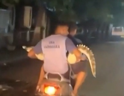 crocodile ko Bike par lejate hue logon ka Video hua viral, Vadodara me Forest Department le jaarhe they Magarmach