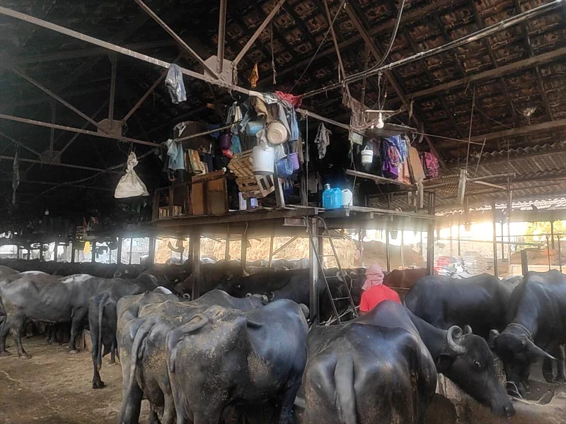 Tabela, Cow, Buffalos Ab Mumbai Se Bahar Honge, BMC Sabhi Tabela Shift Karne Ki Tyaari Me Hai