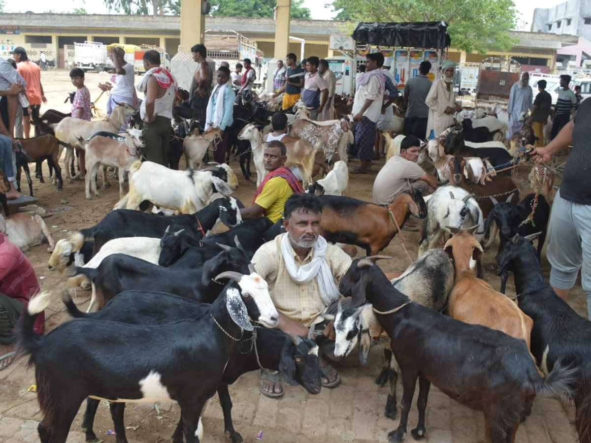 Deonar Bakra Market Update, Baarish Ke Chalte Bakre Ka Sale Slow Hai, 1 Lakh Se Zyada Bakre Available