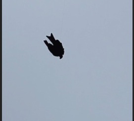 Citizen Rescuing Bird Jogeshwari west