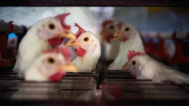 Bird Flu Ka Qahar Maharashtra Me Raigad Ke Uran Me Bird Flu Ka Asar Dikha, Farm Me Hazaron Chickens, Eggs Destroy Kiye Gaye