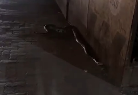 Python   was rescued from Bandra reclamation