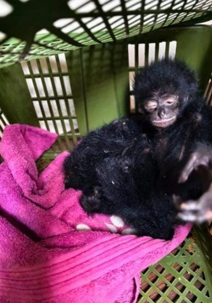 5 Zinda Siamang Gibbons Wildlife Species Smuggling Ka Mamla Aaya Saame, Kuala Lumpur Se Mumbai Laya Passenger