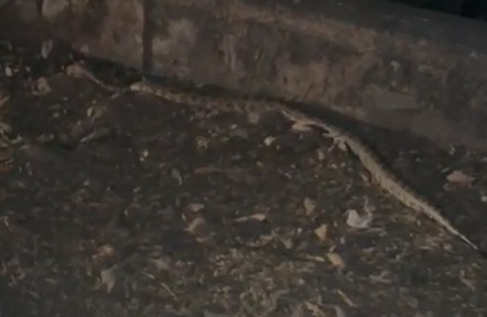 Snake Detected at Aarey  Colony