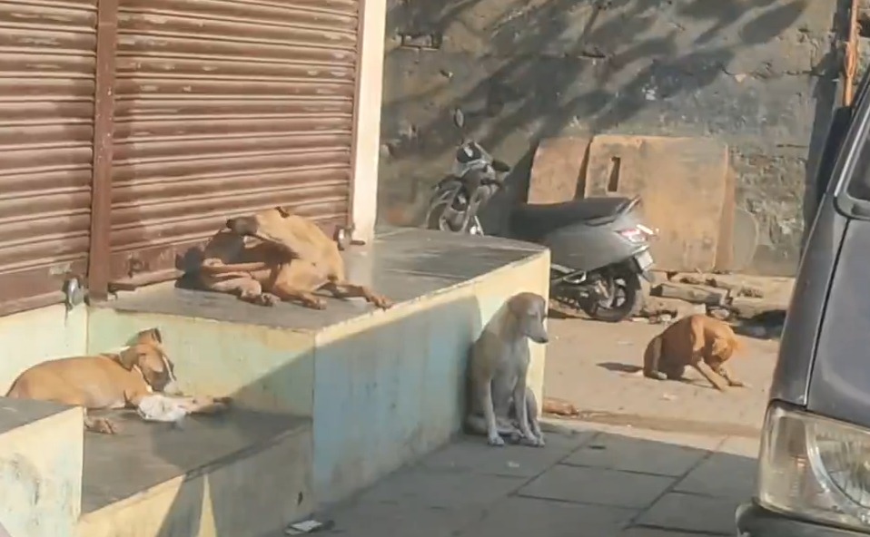 Malwani Me Awara Kutto Ka Aatank, Bachche Ho Rahe Hain Shikar Malad BMC P North Se Karwai Ki Mang