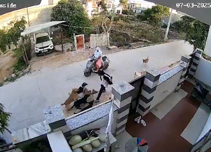 Awara Kutton Ke Jhund Ne Mahila Par Attack Kiya, Rajasthan Ke Alwar Se Video Aaya Saamne