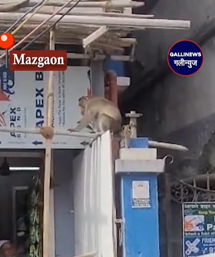 Mazgaon