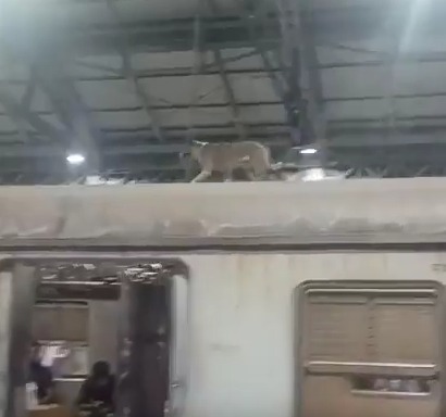 Kutta Chadha Local Train ki chath par, Current lagne se hui death at CSMT station