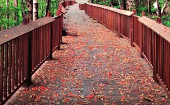 South Mumbai, Malabar Hill Par Bane Elevated Nature Trail Dekhne Hazaron Tourists Aaye