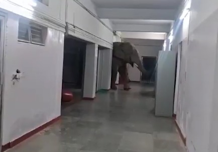 Elephant ki School me Entry at Assam