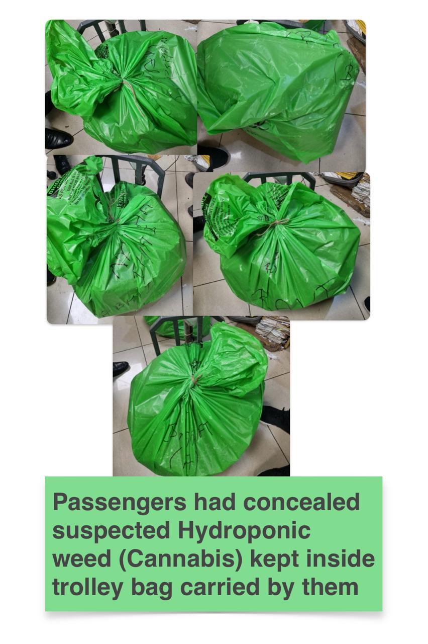 Bangkok se 56 Crore ka Gaanja -Hydroponic Weed ke sath 5 Passenger ko pakda Mumbai Customs ne at Airport