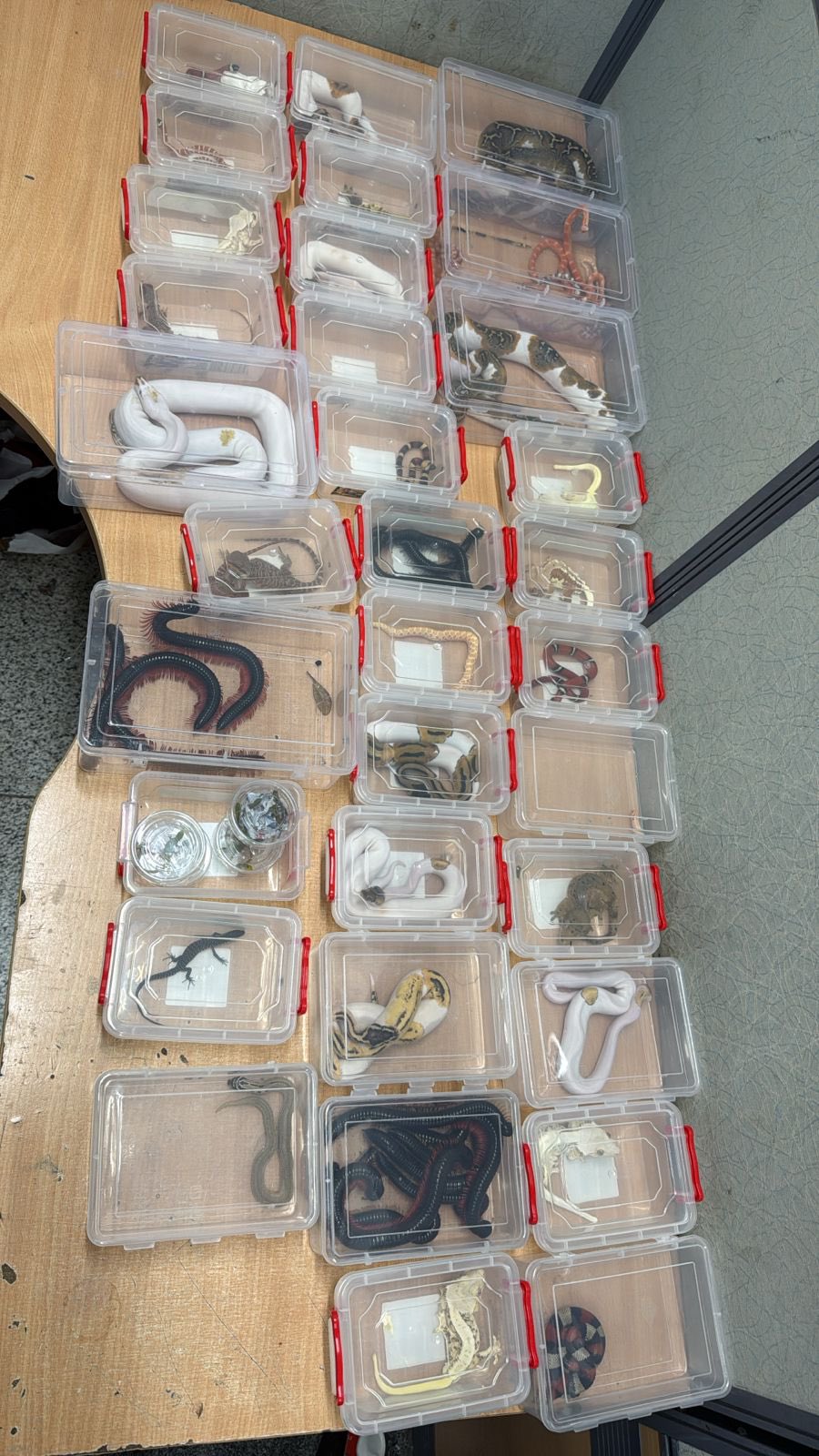 22 Snakes sahit badi tadad me Wildlife animal ki Bangkok se smuggling karte 3 Indians pakde gaye at IGI Airport