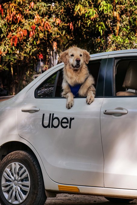 Uber Pet Service Shuru Hui Mumbai Aur Delhi Me, Paltu Animals Ke Sath Uber Me Travel Kar Sakte Hain Log