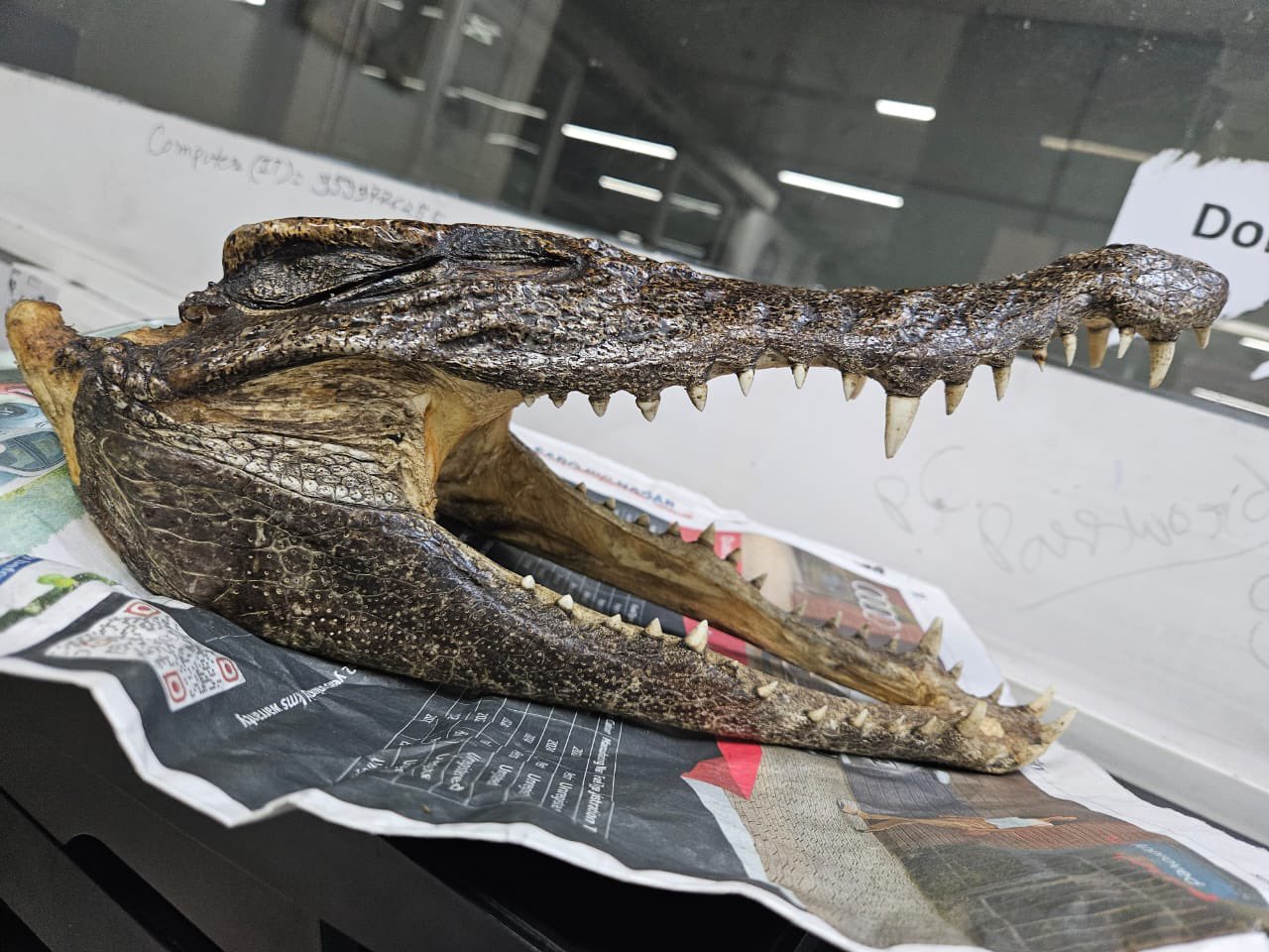 Crocodile Ki Khopdi Smuggling Karte Pakda Gaya Canadian Passenger At Delhi IGI Airport By Customs