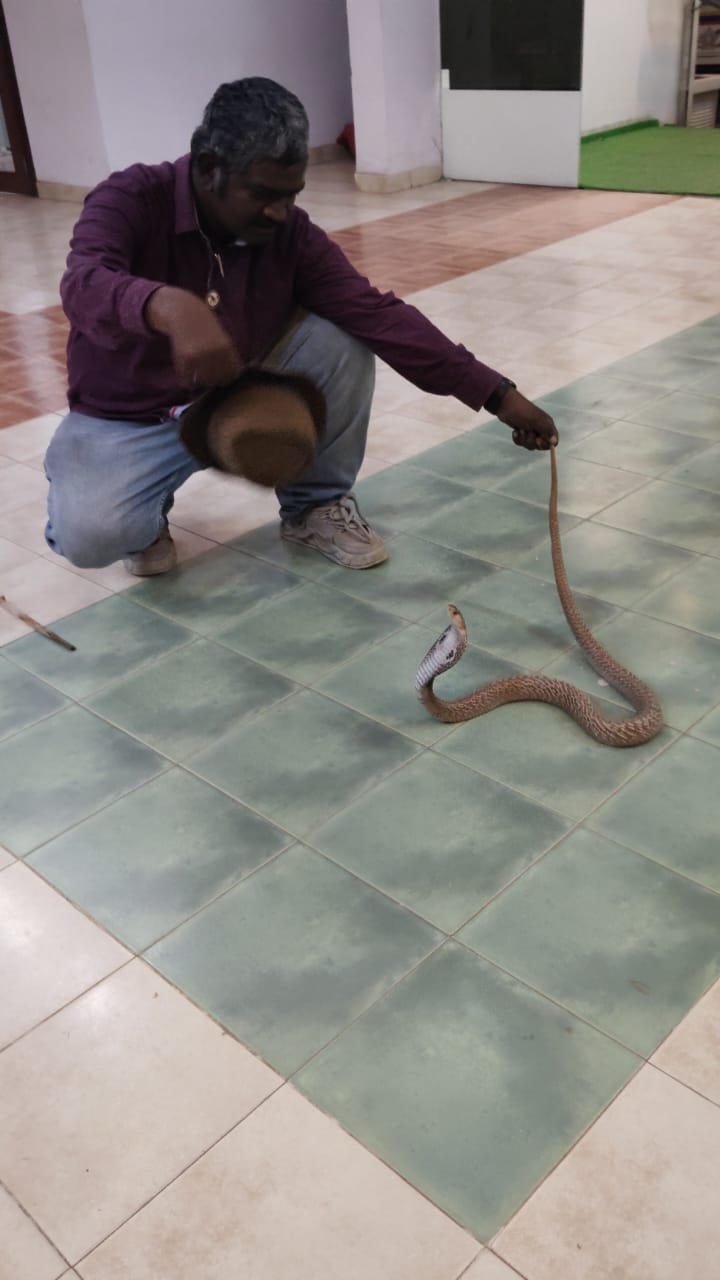 5ft Ka Cobra Snake Aaya BKC Police Station Me, WAPRA NGO Ne Rescue Kiya At Bandra East